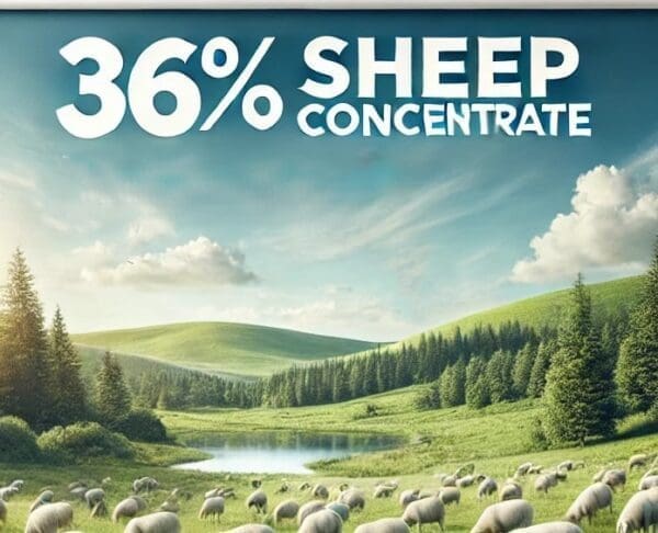 A peaceful pasture scene featuring a group of healthy sheep grazing together in harmony. The landscape is lush with green grass, rolling hills, and a .jpg