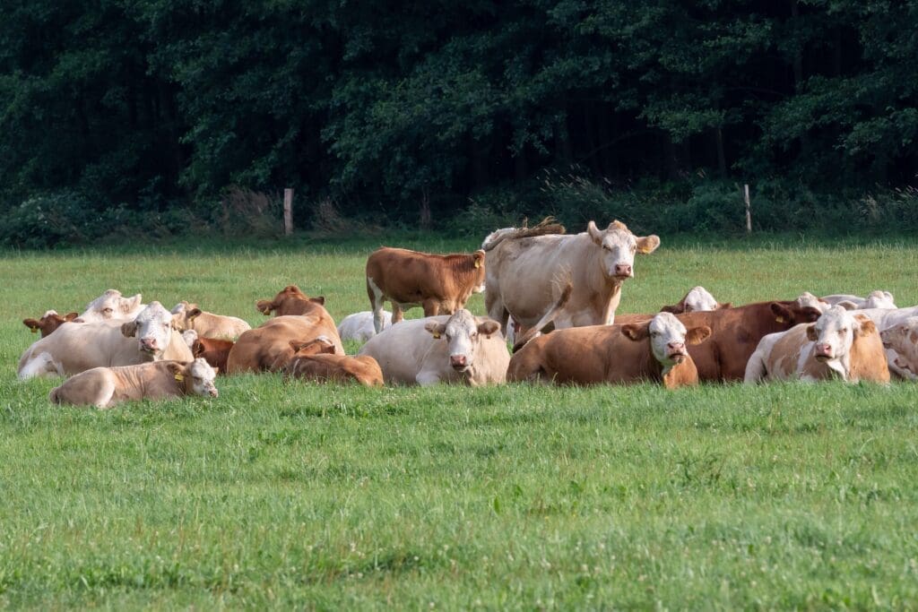 Herd of cows on green pasture