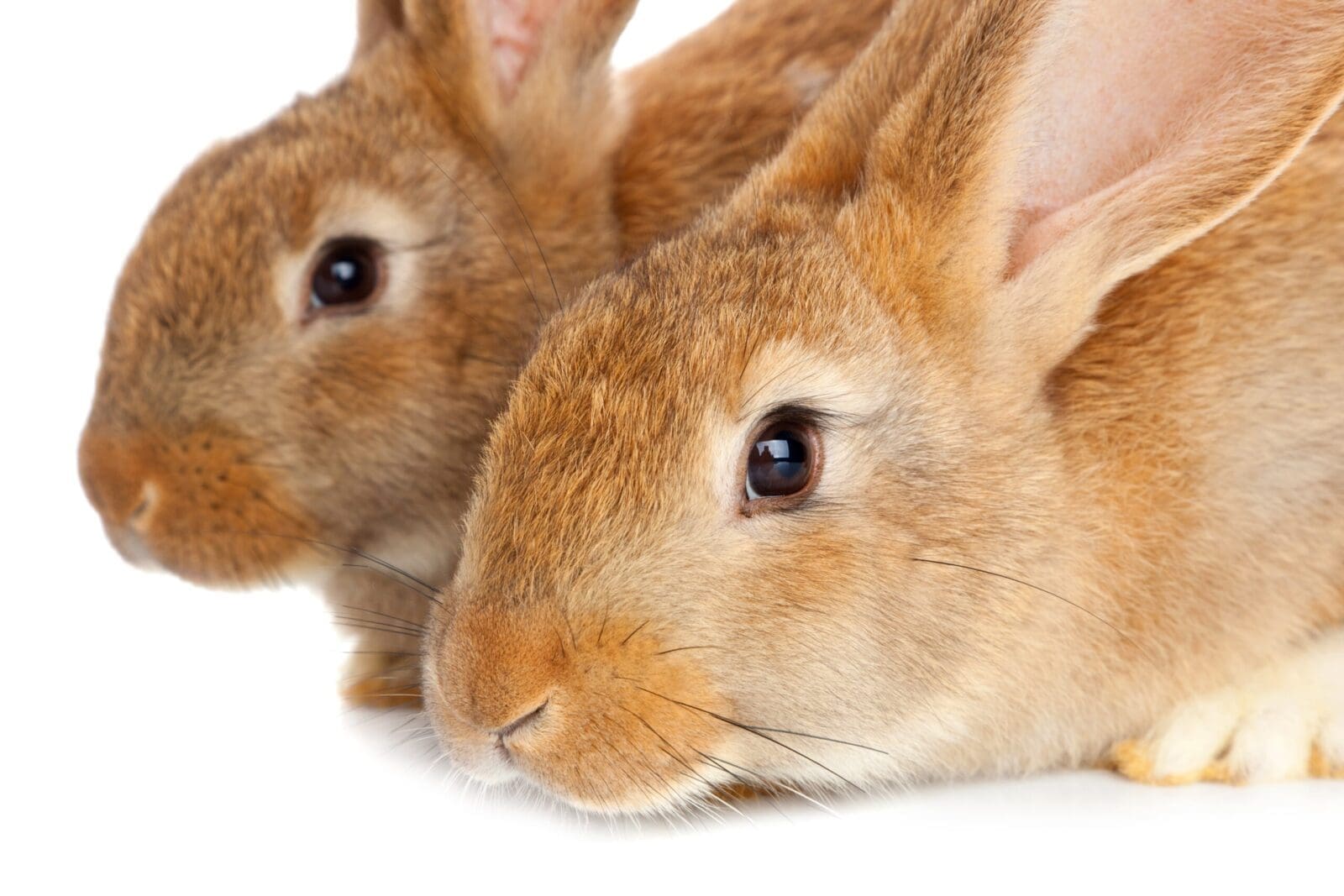 Two cute rabbits sitting on white background
