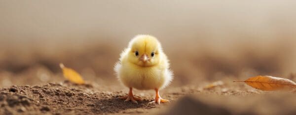 Pen Pals Chicken Starter GRO CRUMBLE