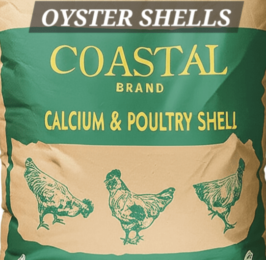 Oyster Shell