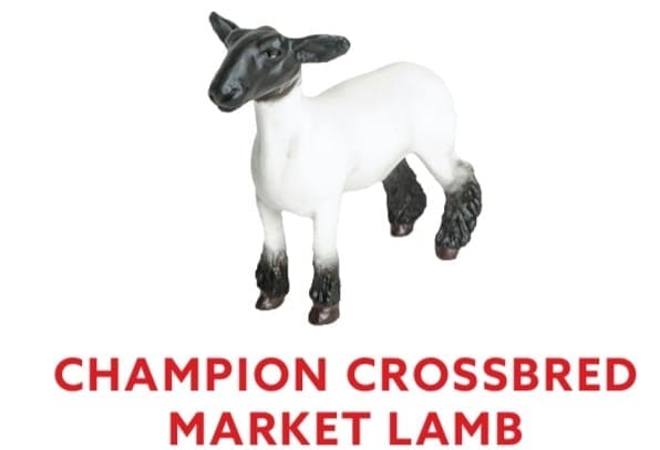 Champion Crossbred Market Lamb
