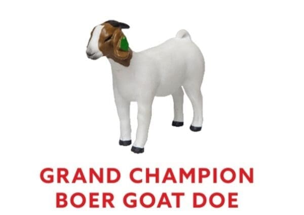 Grand Champion Boer Goat Doe