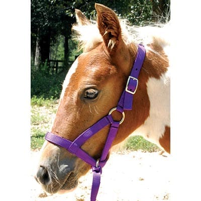 jeffers-nylon-grow-with-me-weanling-halter-34-ssgu-970962_400x400