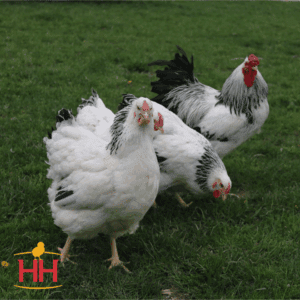 Columbian Wyandotte Pullet