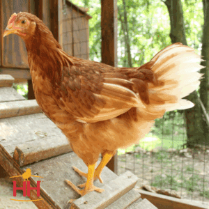 Starlight Green Egger Pullet