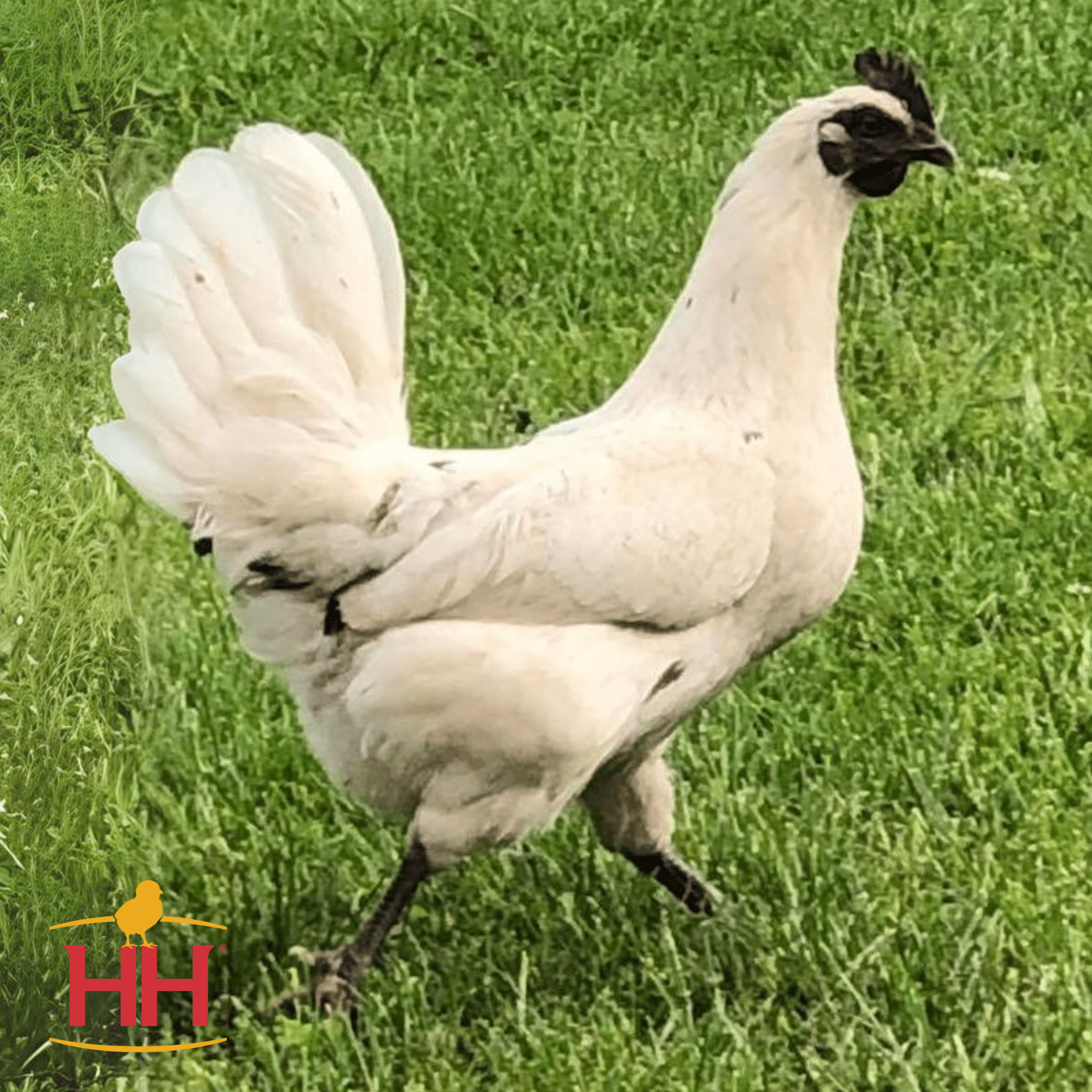Pearl Onyx Pullet