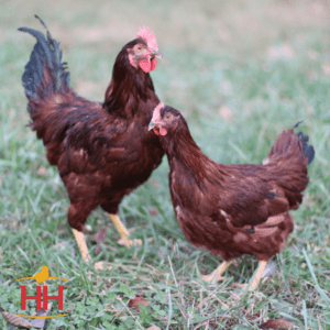 Rhode Island Red Pullet