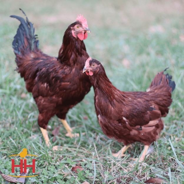 Rhode Island Red Pullet