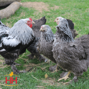 Dark Brahma Pullet